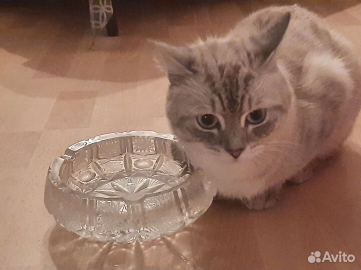 Котик голубоглазый шотландец