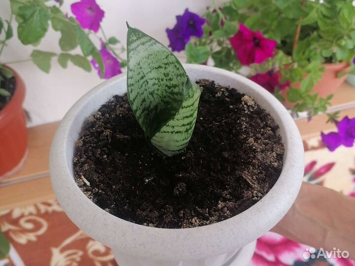 Сансевиерия