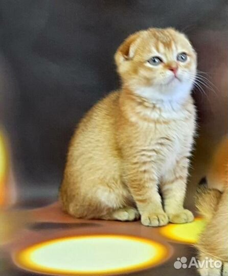 Супер котята золотого окраса