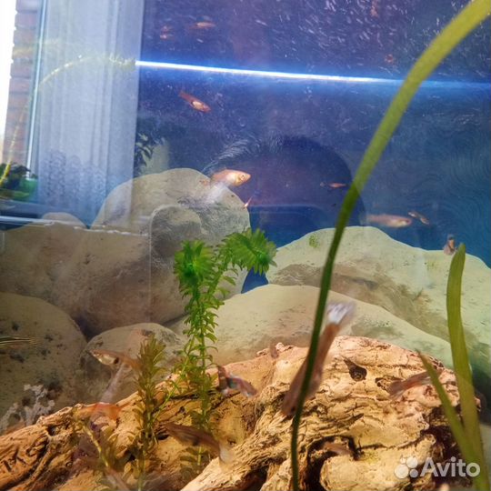 Отдам гуппи