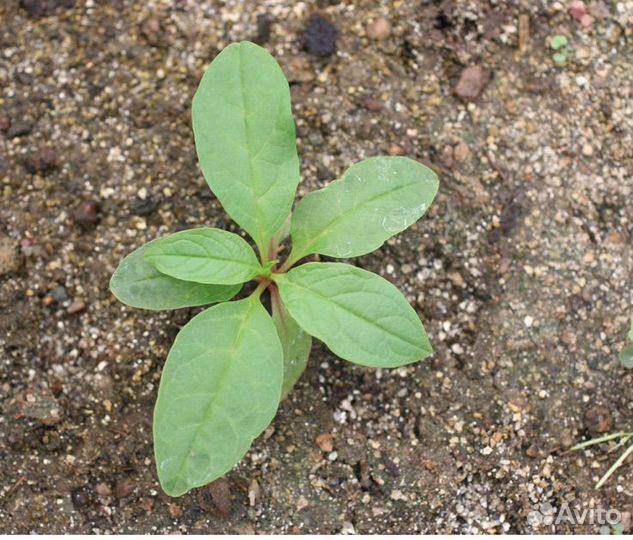 Лаконос ягодный