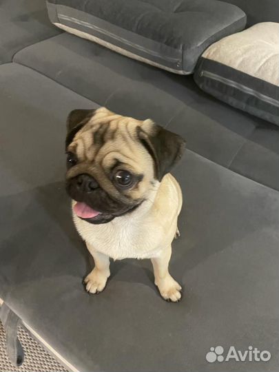 Мопс вязка мальчик