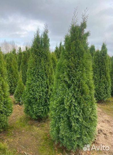 Туя Смарагд