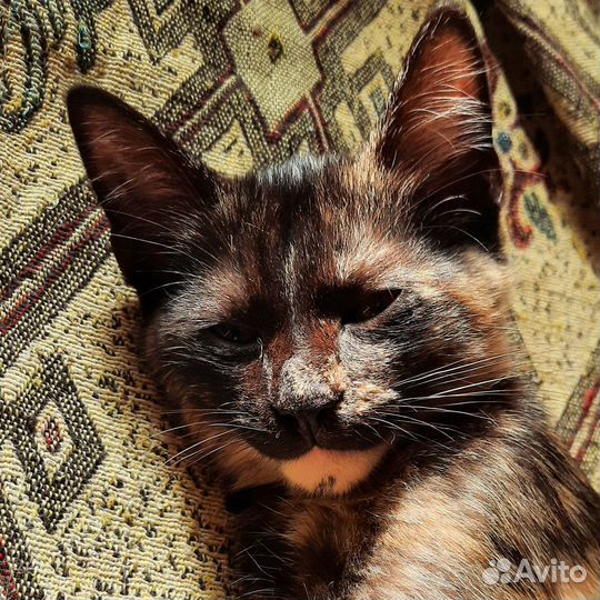 Трёхцветная кошечка