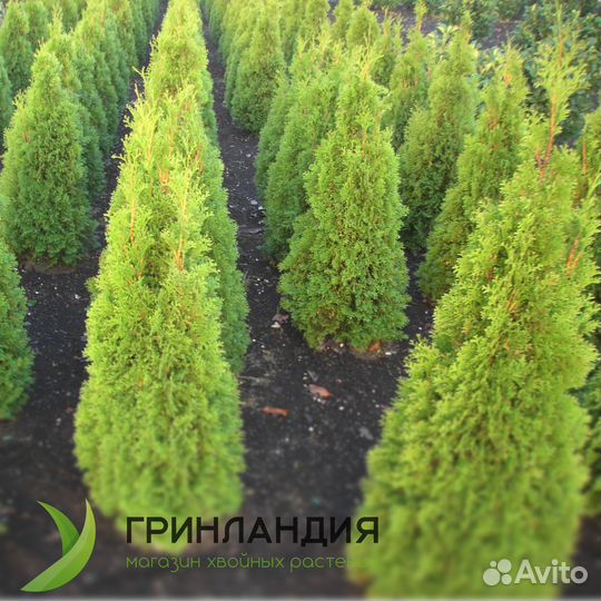 Туя колумна 1,6 м