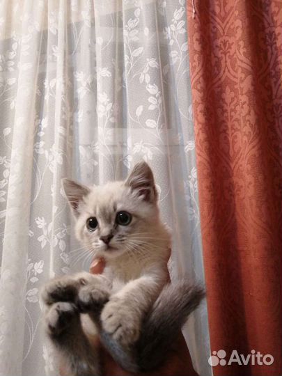 Кошка в дар