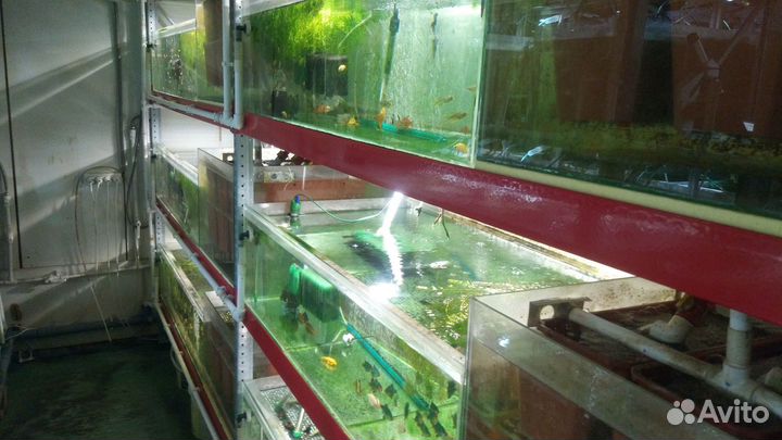 Продам (сдам в аренду) рыборазводню