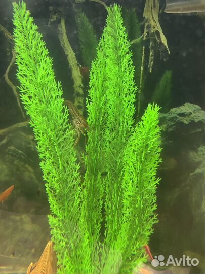 Продаются раки аквариумные