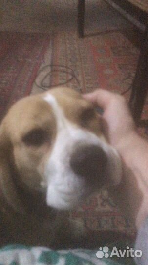 Девочка бигль ищет жениха