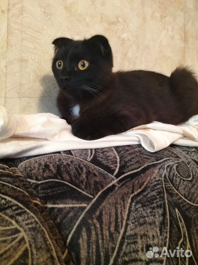 Кошка вислоухая Ванесса