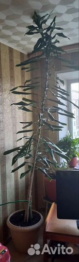 Продаю высокий цветок