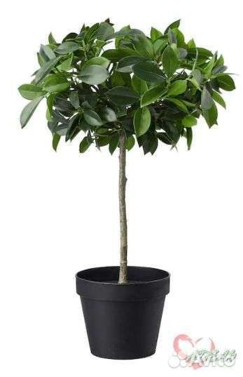 Фикус фейка IKEA