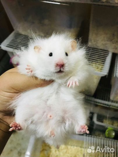 Сирийские хомячки