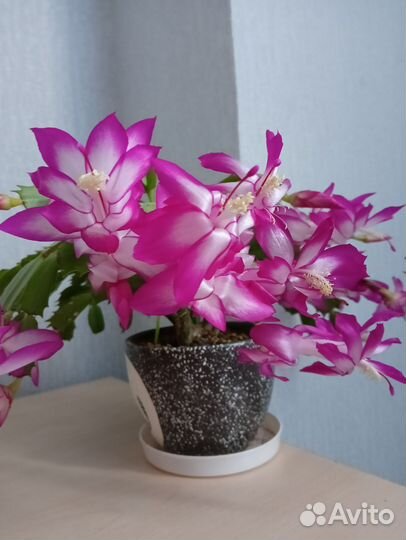 Декабрист шлюмбергера