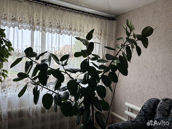Фикус каучуковый
