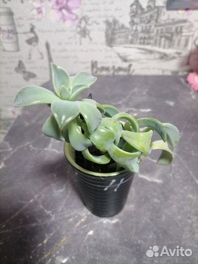 Продаю цветок комнатный