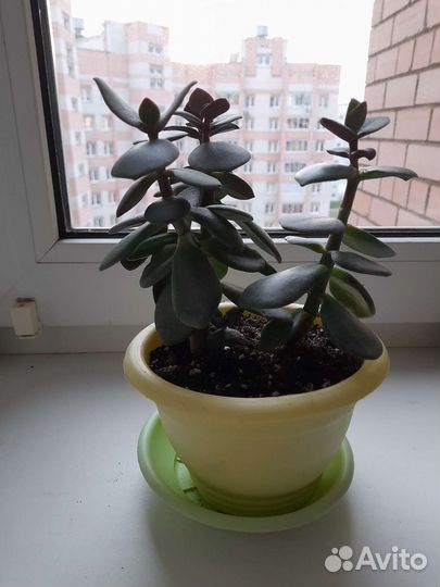 Денежное дерево