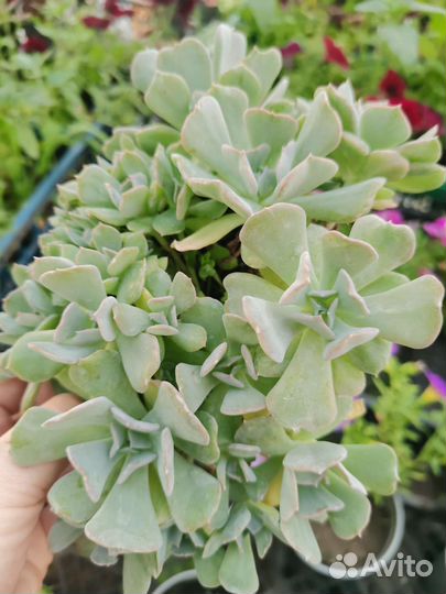 Суккуленты