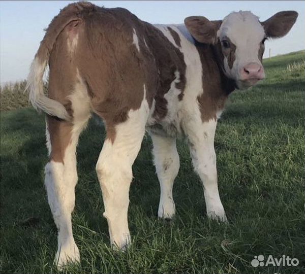 Бычки молодняк от 3 месяцев