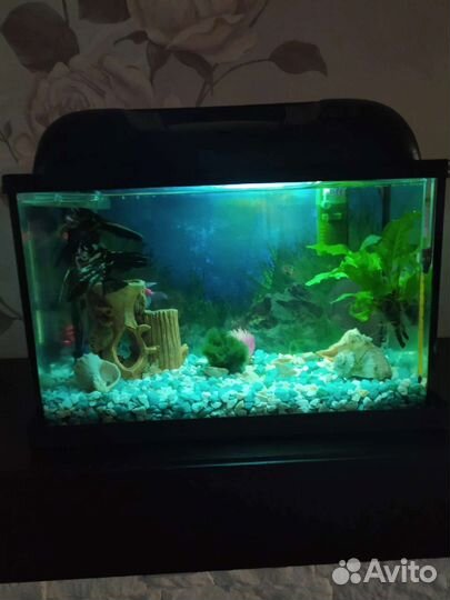 Аквариум