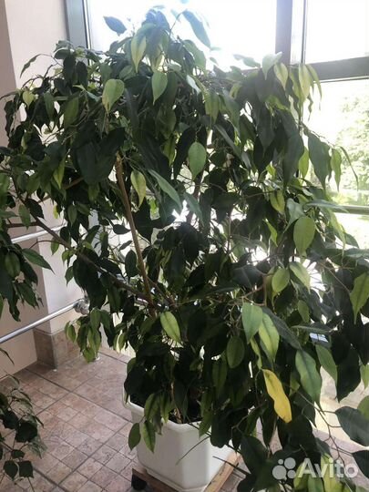 Растения для офиса, дома