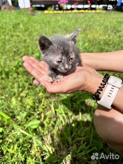 Котята в добрые руки бесплатно