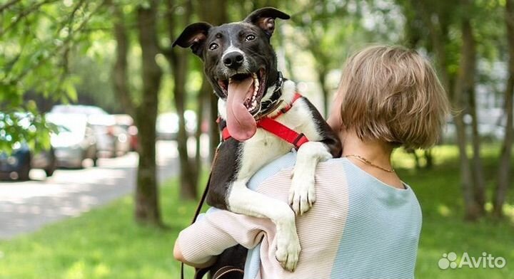 Собака Дюк в добрые руки