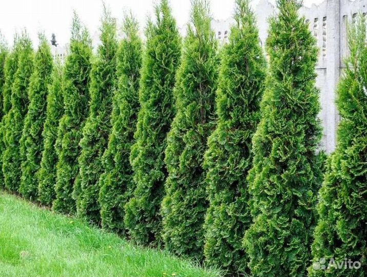 Туя 280 см