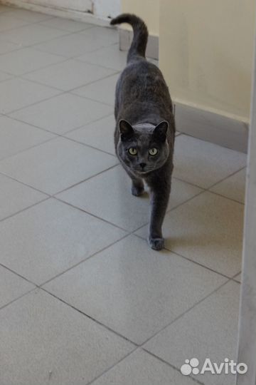 Кот серый дымчатый