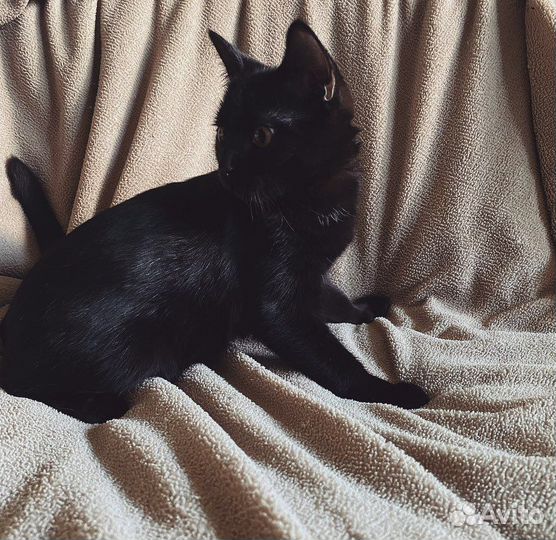 Отдам в добрые руки