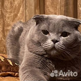 Продажа кошек Ташкент