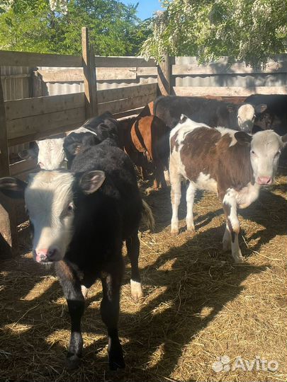 Быки от 4 до 8 месяцев