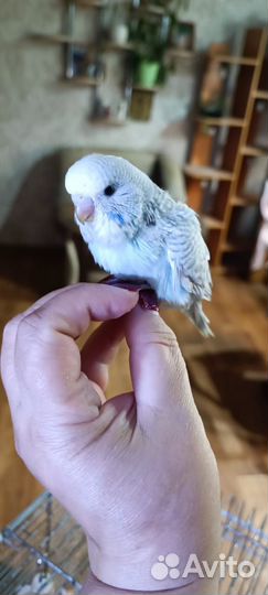 Волнистый попугай ввп чех