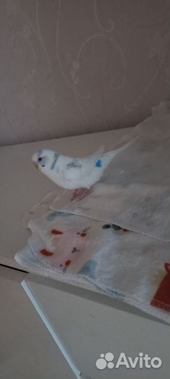 Попугай девочка