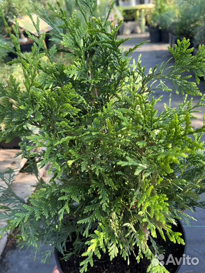 Туи Голден Анн,Спотти смарагд,Как-кан