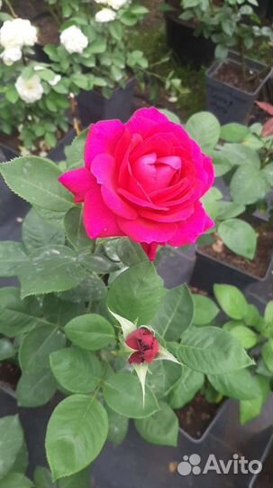 Роза Биг Перпл