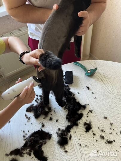 Стрижка кошек и котов, грумер с выездом на дом