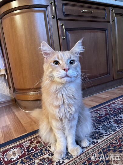 Мейкун бесплатно