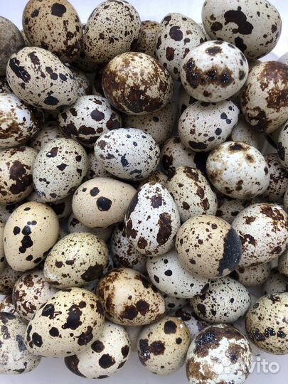 Яйца перепелиные домашние