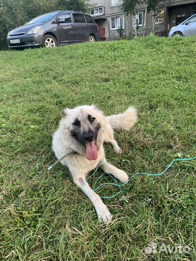 Собака в добрые руки