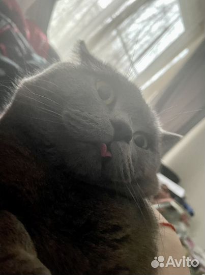 Шотландский кот вязка