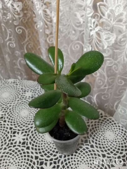 Комнатные растения цветы. Денежное дерево