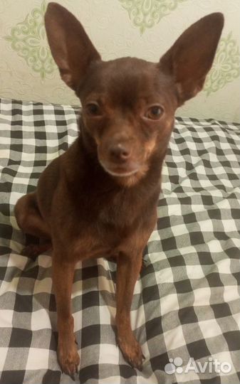 Русский той-терьер вязка