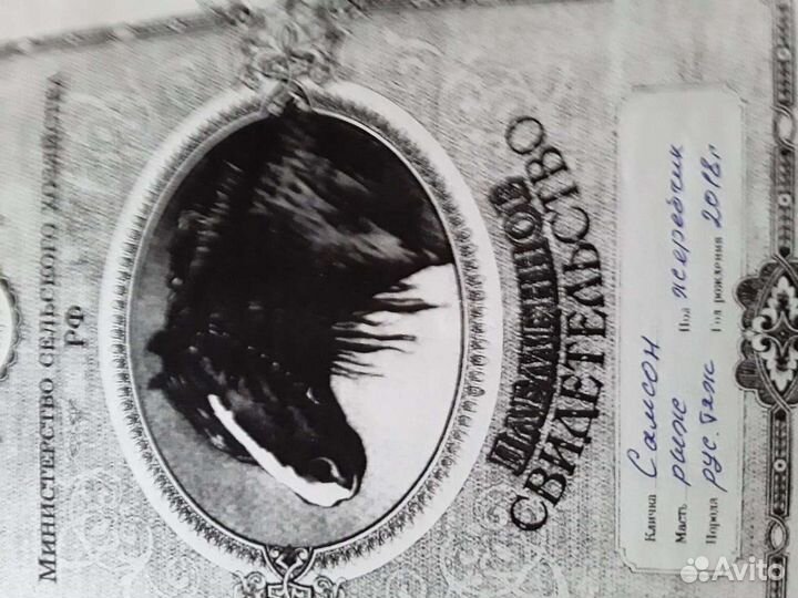 Жеребец тяжеловоз