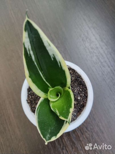 Сансевиерия ханни