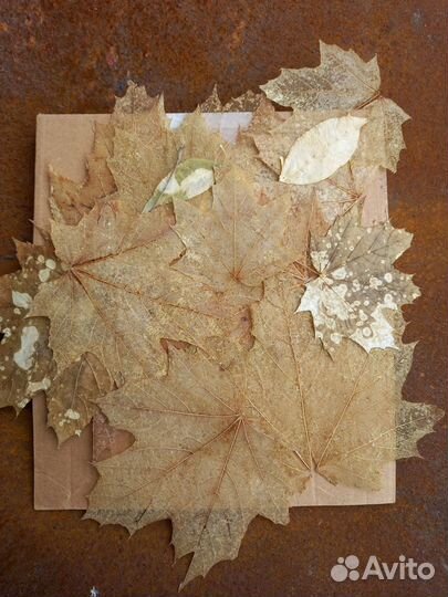 Сухоцветы для творчества