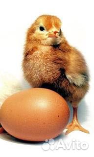 Суточные курочки, породы Ломан Браун