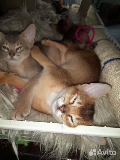 Абиссинская