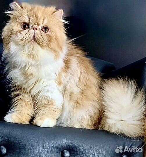 Персидская кошечка