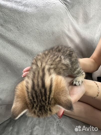 Шотландский котенок, мальчик